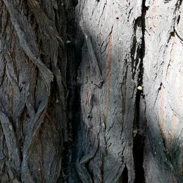 Rough texture of old tree bark in natural environment Stock Photos
