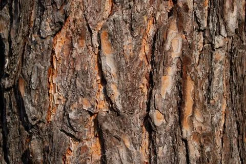 Rough texture of the old tree bark. Stock Photos