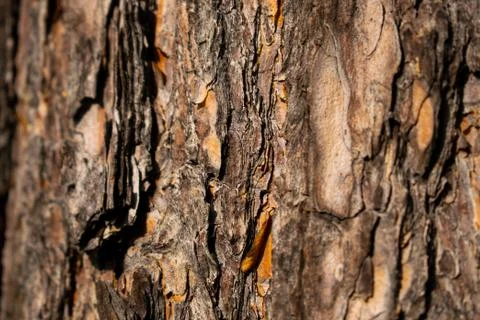 Rough texture of the old tree bark. Stock Photos