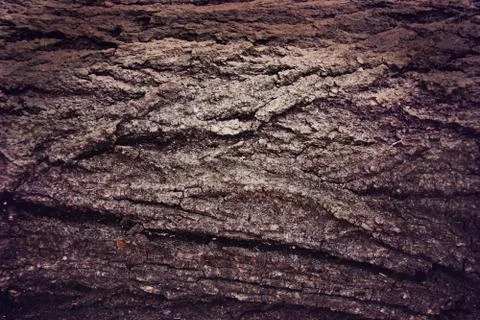 Rough texture of the old tree bark. Stock Photos