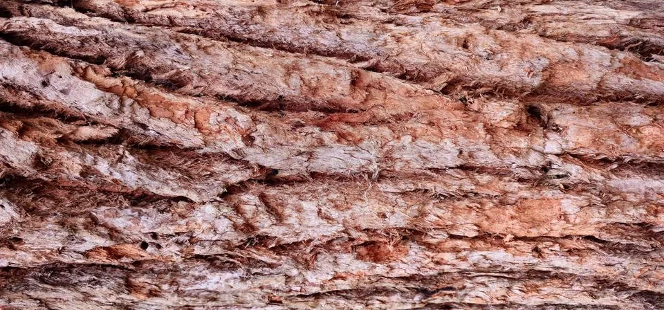 Rough texture of old tree with bark Foto stock