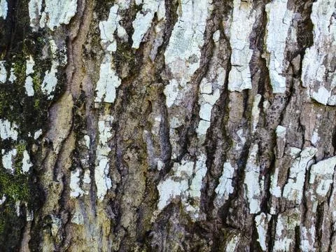 Rough texture of old tree bark Stock Photos