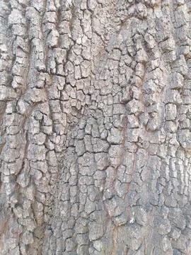 Rough texture of plantain tree Stock Photos