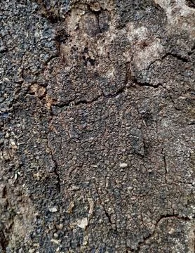 Rough texture of a tree bark. It is brown in color and has cracks. Stock Photos