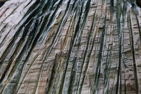 Rough texture of a tree with many serifs Stock Photos