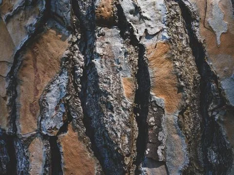 The rough texture of the trunk of an old forest tree. Stock Photos