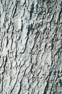 Rough texture of a white painted tree trunk in an orchard. Concept of agric.. Fotos Stock
