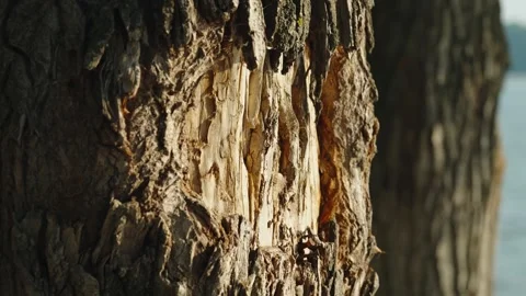 Rough textured bark peeled away reveals bare wood on tree trunk Stock Footage 339630337