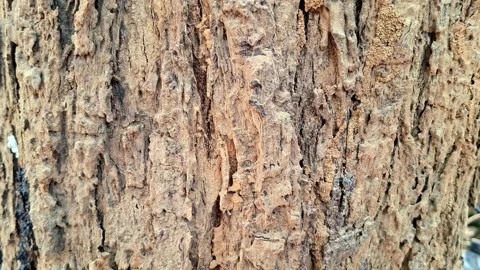 Rough Textured Bark On Perennial Tree Trunk Vídeo Stock 335760309