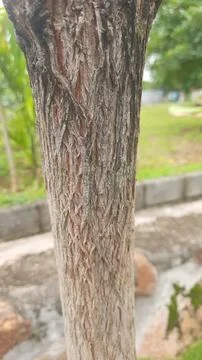 Rough, Textured Bark Stock Photos