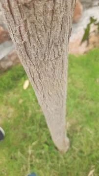 Rough, Textured Bark Stock Photos