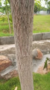 Rough, Textured Bark Stock Photos