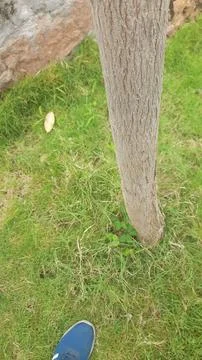 Rough, Textured Bark Stock Photos