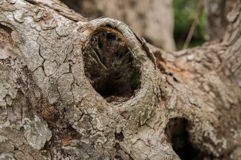 Rough textured knot on tree trunk with holes. Old wood bark texture. Natura.. Stock Photos