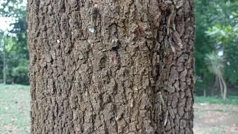 Rough textured old tree trunk Stock Footage 195973893