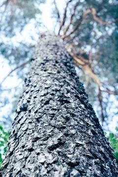Rough textured pine trunk and part of crown, bottom view. Background blurry i Foto stock