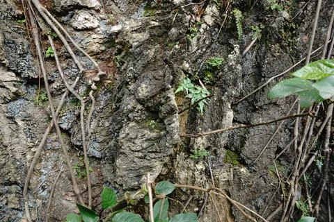 Rough textured rock face with thin vines and small green plants growing 스톡 사진
