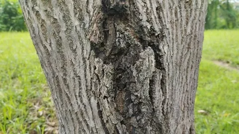 Rough textured tree bark. natural background. texture effect 스톡 동영상 309442293