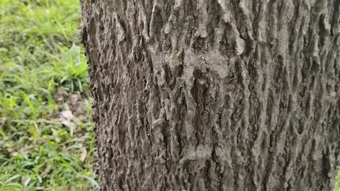 Rough textured tree bark. natural background. texture effect Stockbeeldmateriaal 309442387