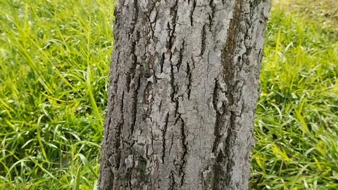 Rough textured tree bark. natural background. texture effect Stockbeeldmateriaal 309442954
