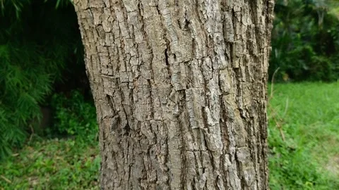 Rough textured tree bark. natural background. texture effect Stockbeeldmateriaal 309443943