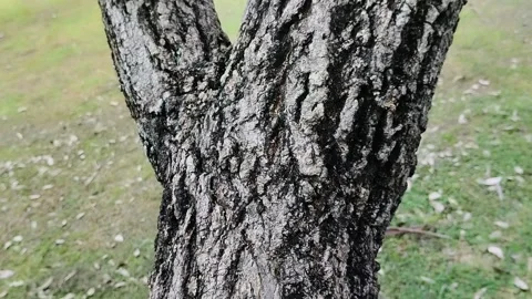 Rough textured tree bark. natural background. texture effect Stock Footage 310288392