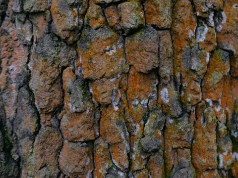 Rough textured tree bark with orange growth Stock Photos