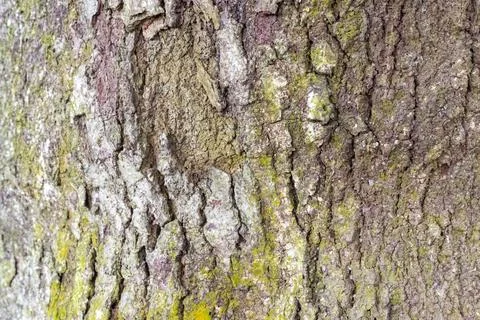Rough, textured tree bark, possibly sugar maple or birch, shows mottled green Stock Photos