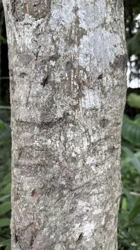 Rough textured tree bark showing natural patterns and gray green lichen Photos