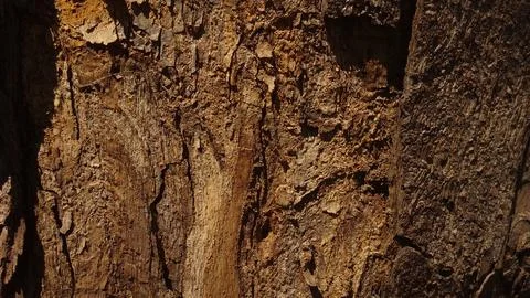 Rough textured tree bark showing intricate natural patterns and golden light Stock Photos