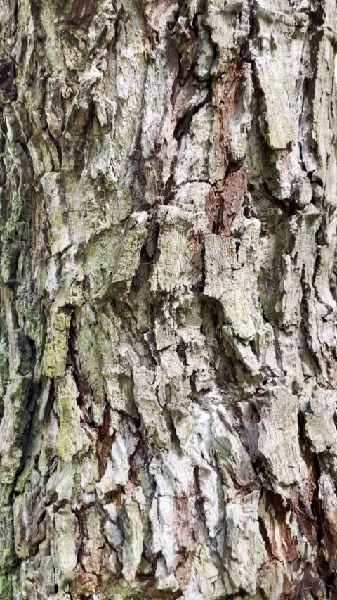 Rough Textured Tree Trunk Close Up View Stock Footage 301877889