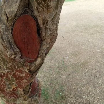 Rough textured tree trunk deep red pruned knot scar blurred grass Stock Photos