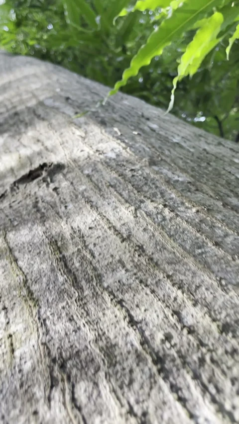 Rough Textured Tree Trunk Stock Footage 301877738