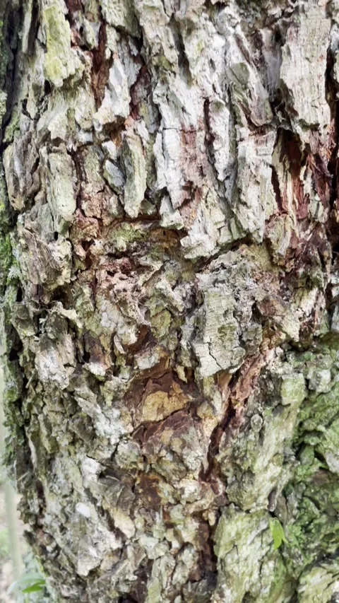 Rough Textured Tree Trunk Shot Macro Stock Footage 301878038