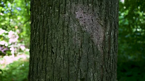 Rough, textured tree trunk stands firm in lush green forest. Sunlight filte.. Stock Footage 340040800