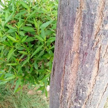 Rough thick wooden tree trunk foreground lush green bush blurred 写真素材