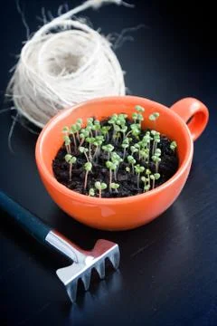 Rough thread, rake and green sprouts in red box. Landing of seedling Stock Photos