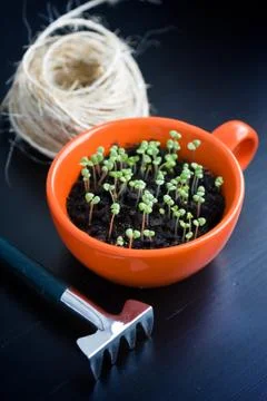 Rough thread, rake and green sprouts in orange cup. Landing of seedling Stock Photos