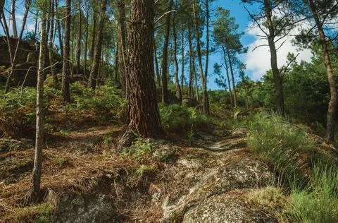 Rough trail passing through forest over steep hill Stock Photos