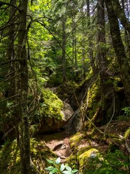Rough Trail Through Dense Lush Forest, Mahoosuc Notch, Maine Stock Photos