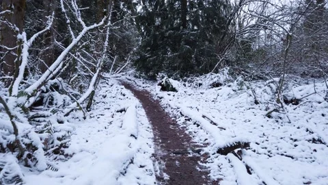 Rough trail in wild Oregon forest on snowy winter day, POV walking Stock Footage 171914435
