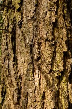 Rough tree back texture. Close up shot, no people Fotos de archivo