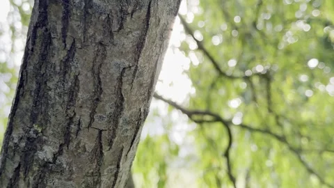 Rough tree bark and leaves panning Видео 335541286
