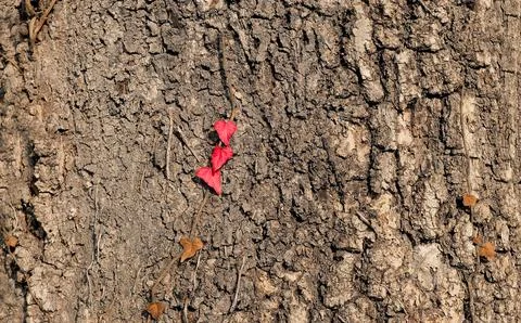 Rough tree bark and red heart-shaped leaves on it as a background Stock Photos