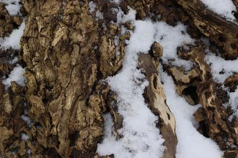 Rough tree bark and snow in natural macro texture Stock-Fotos