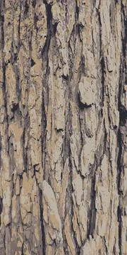 Rough tree bark. Bark of tree. Vector illustration of tree bark Stock Illustration