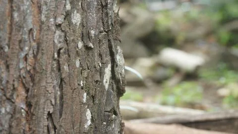 Rough Tree Bark Close-up with Blurry Natural Forest Background, Space for Tex 스톡 사진