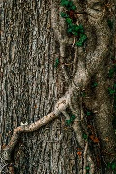 Rough tree bark covered with thick climbing ivy vines and small green leaves. Fotos Stock