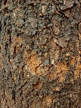 Rough tree bark with cracked brown gray texture for nature design Stock Photos