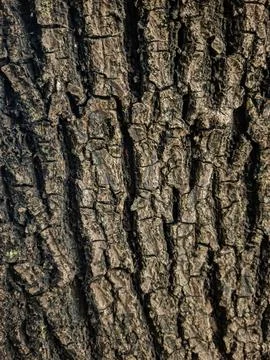 Rough tree bark with deep cracks and ridges. Natural texture for design. 스톡 사진